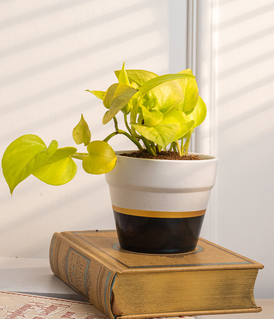 Money Plant in Black on White Matte Ceramic Planter