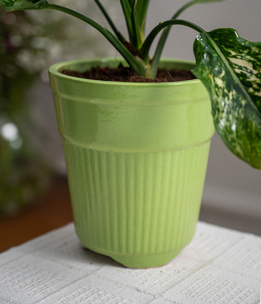 Aglaonema Snow White in Tall Green Ceramic Planter