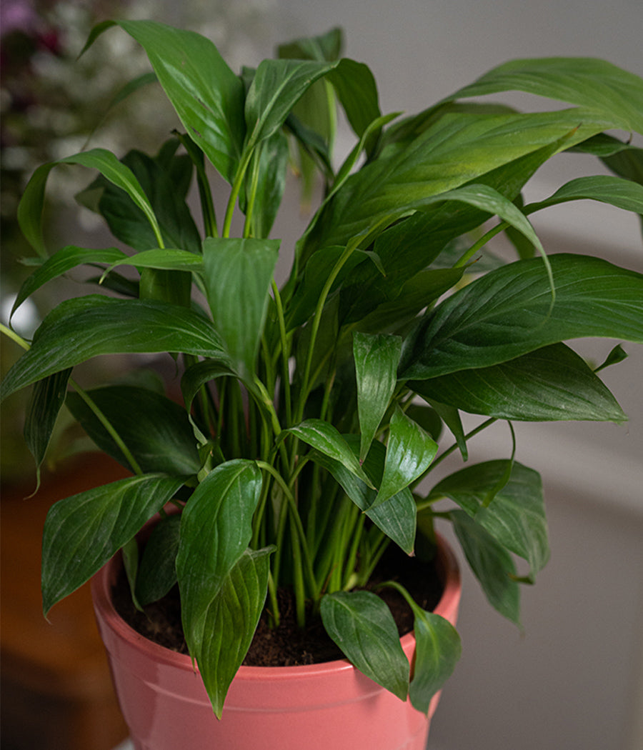 Peace Lily in Tall Rose Ceramic Planter
