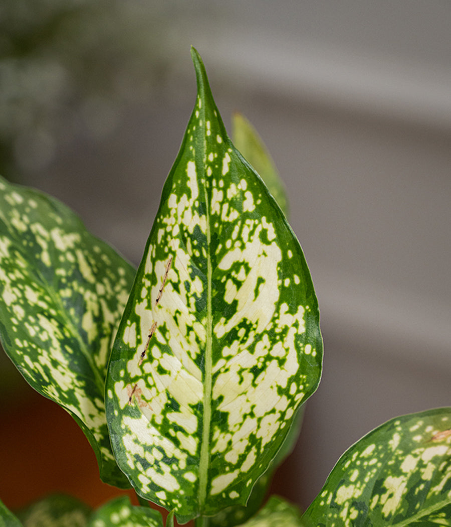 Aglaonema Snow White in Spiked Ceramic Planter