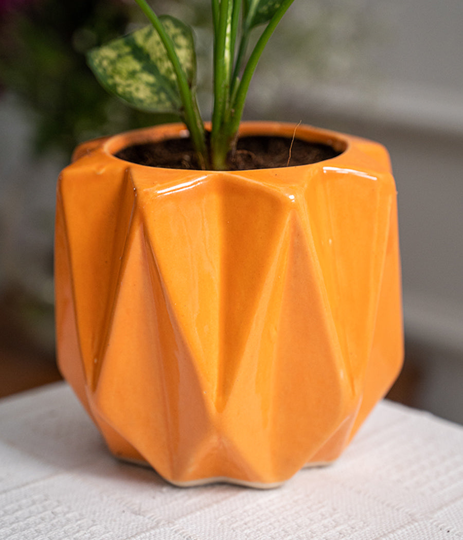 Aglaonema Snow White in Spiked Ceramic Planter