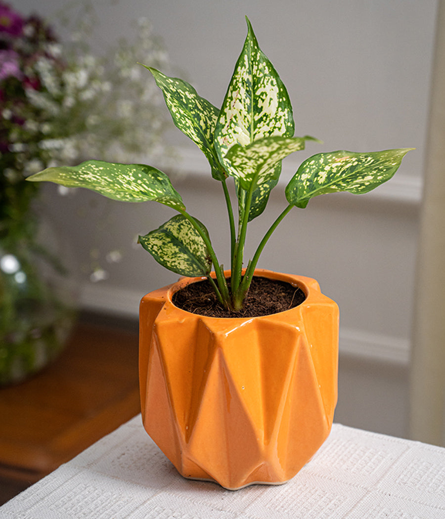 Aglaonema Snow White in Spiked Ceramic Planter