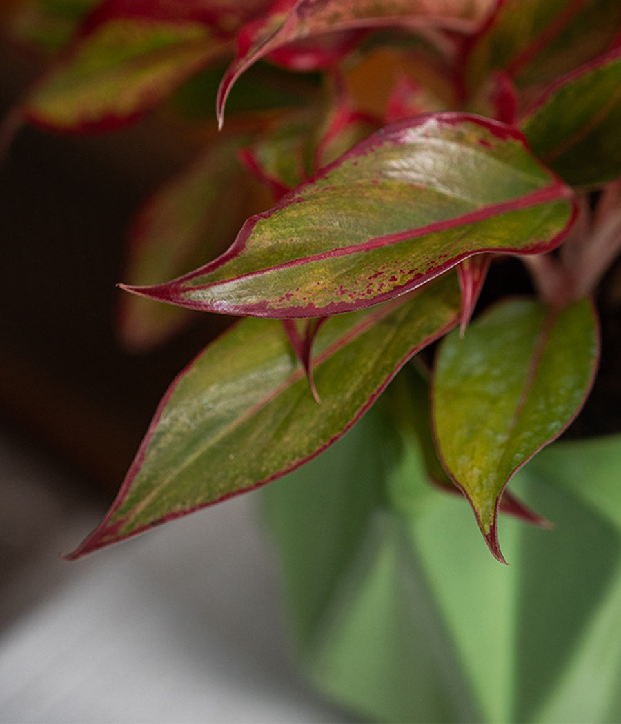 Aglaonema Lipstick in Spiked Ceramic Planter