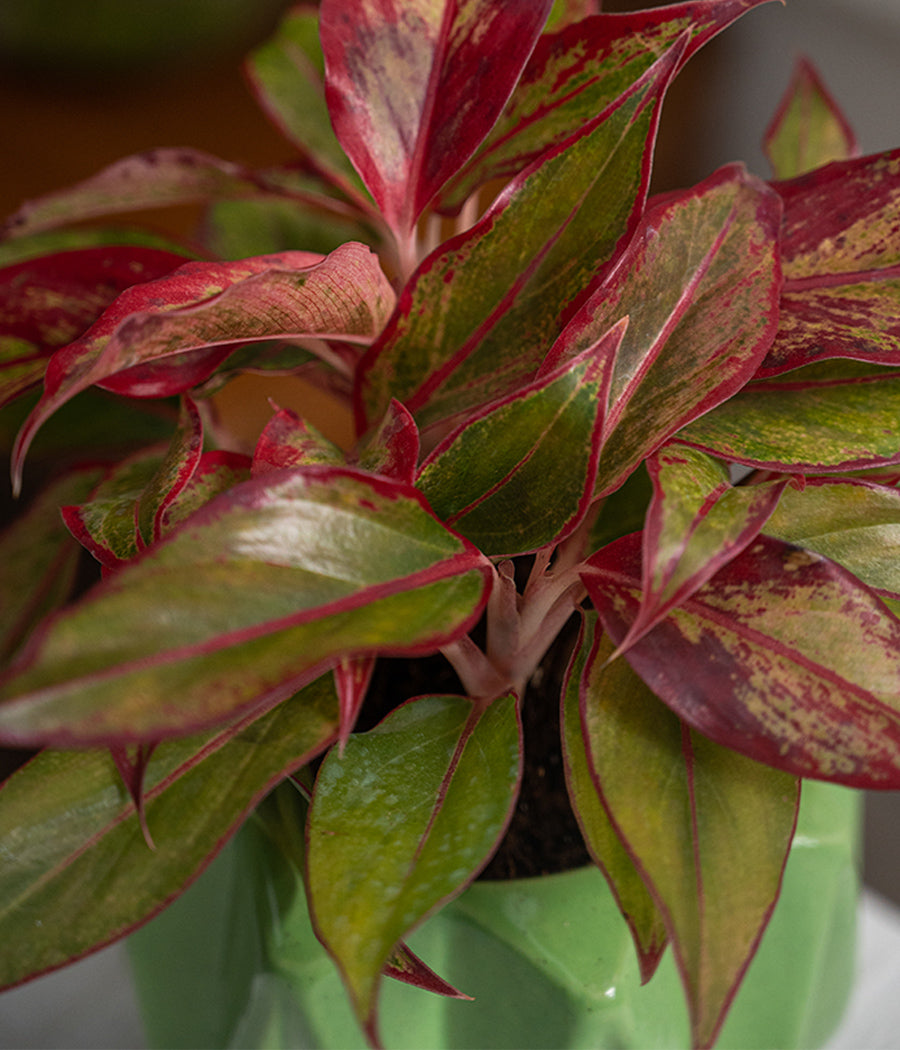 Aglaonema Lipstick in Spiked Ceramic Planter