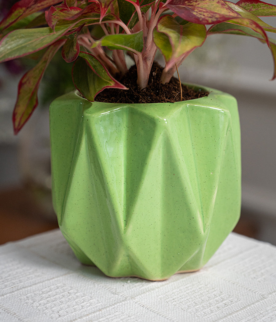 Aglaonema Lipstick in Spiked Ceramic Planter