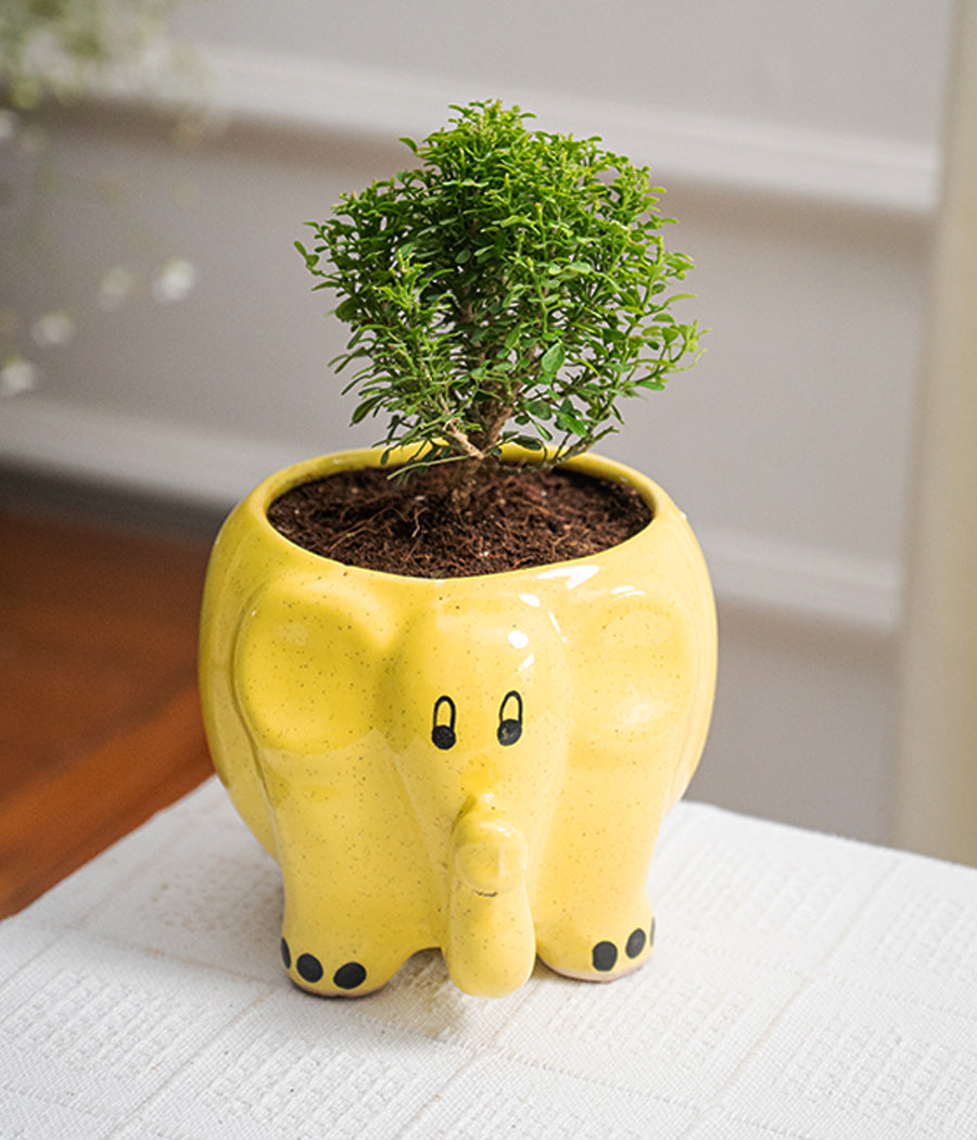 ceramic plant pots india Kamini Table in Elephant Ceramic Pot