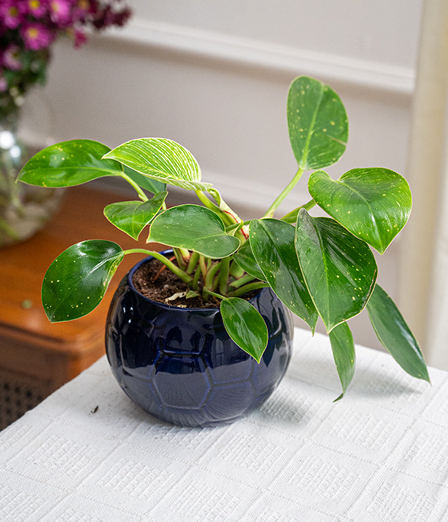 Philodendron Birkin in Blue Football Pot