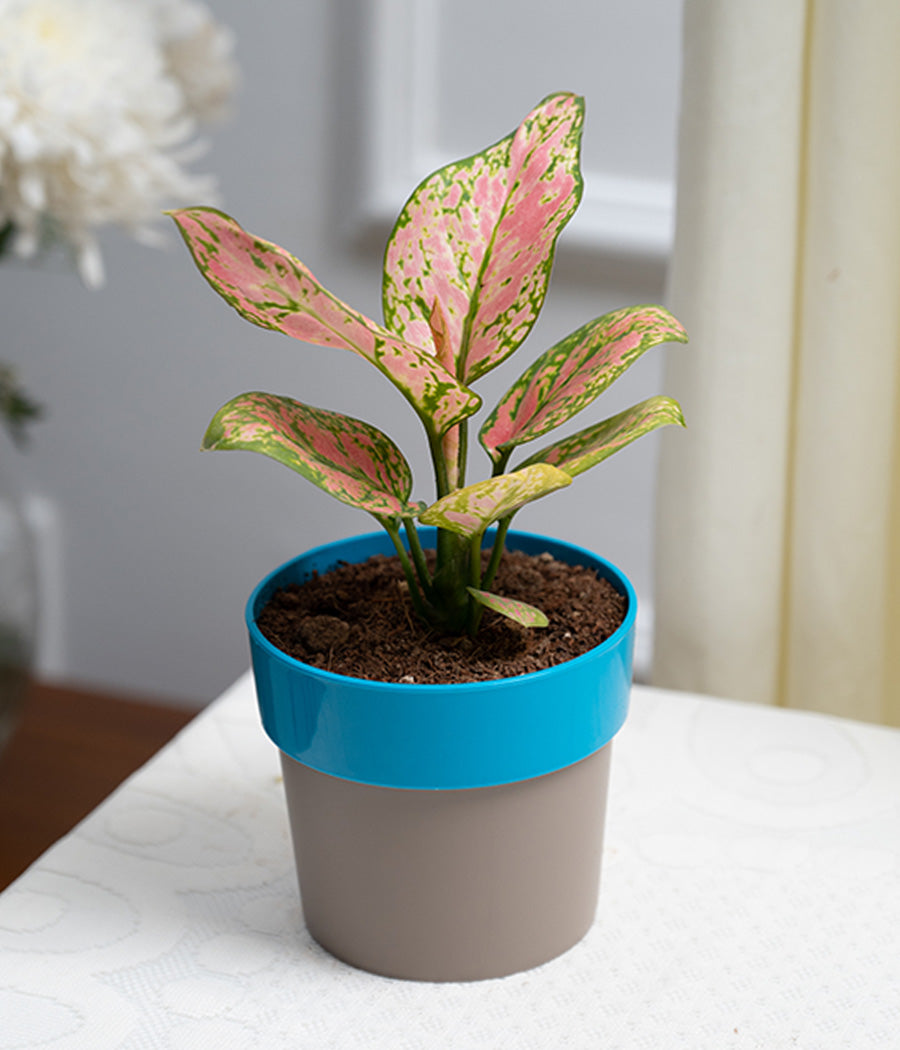 blue aglaonema Aglaonema Pink in Blue Sunny-side Planter