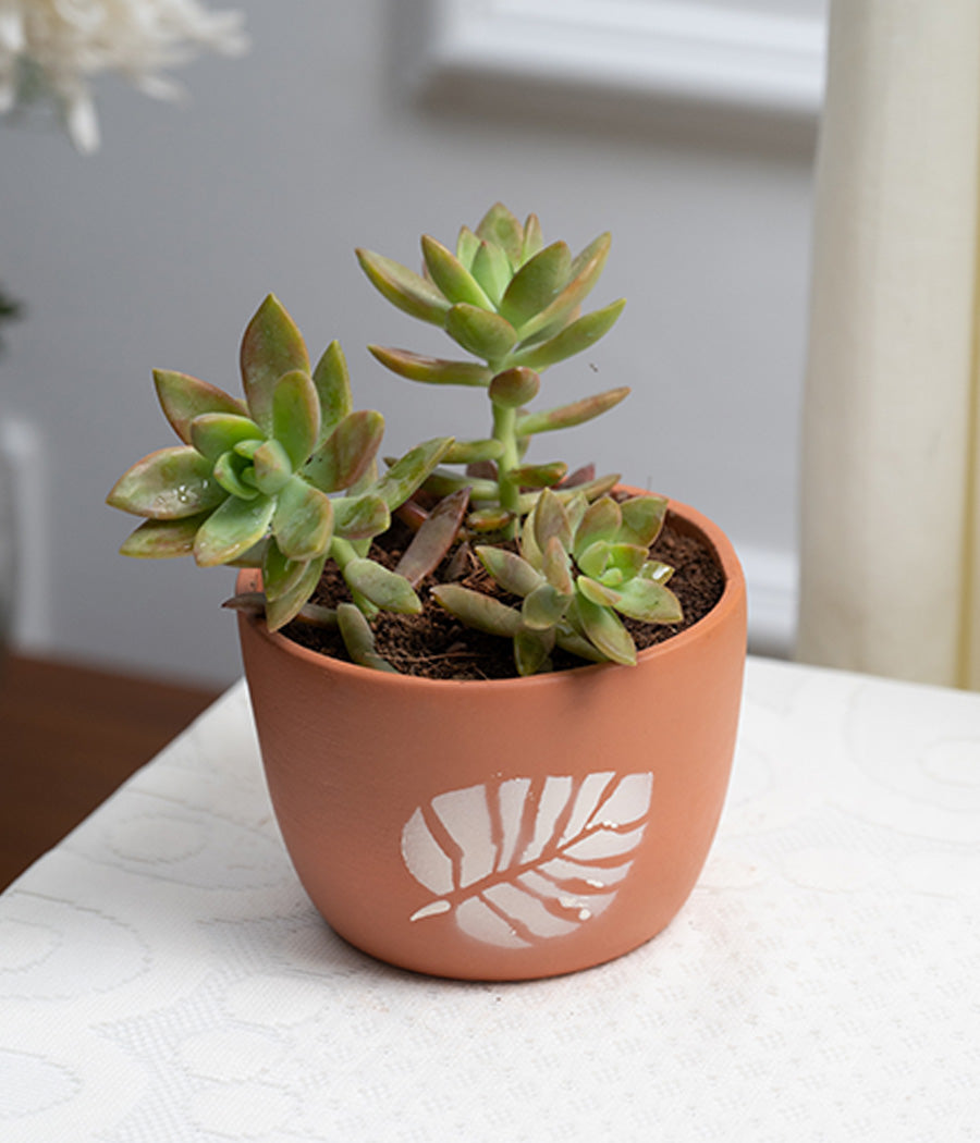 Crassula Campfire in Leaf Print Terracotta Pot