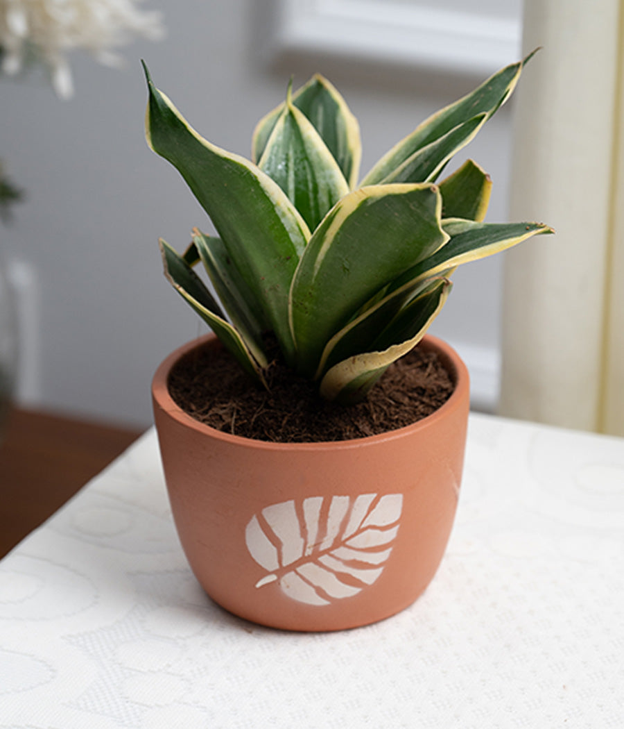 snake plant terracotta pot Sansevieria in Leaf Print Terracotta Pot