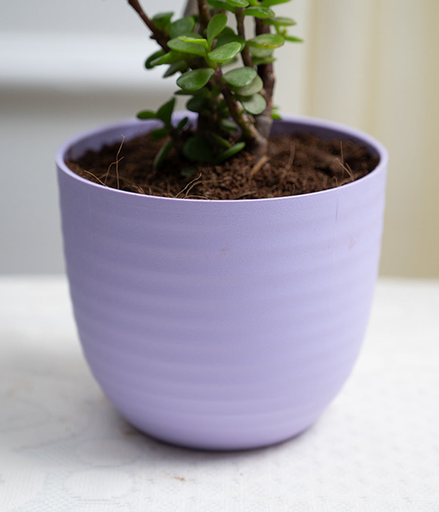 Jade Plant in Pastel Planter