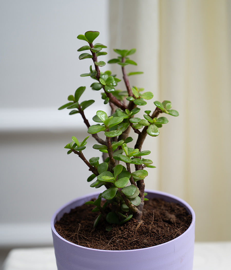 Jade Plant in Pastel Planter