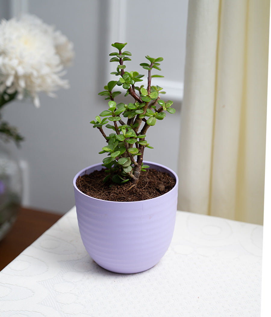 Jade Plant in Pastel Planter
