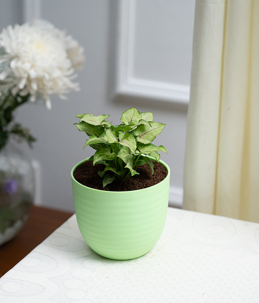 Syngonium Green in Pastel Planter