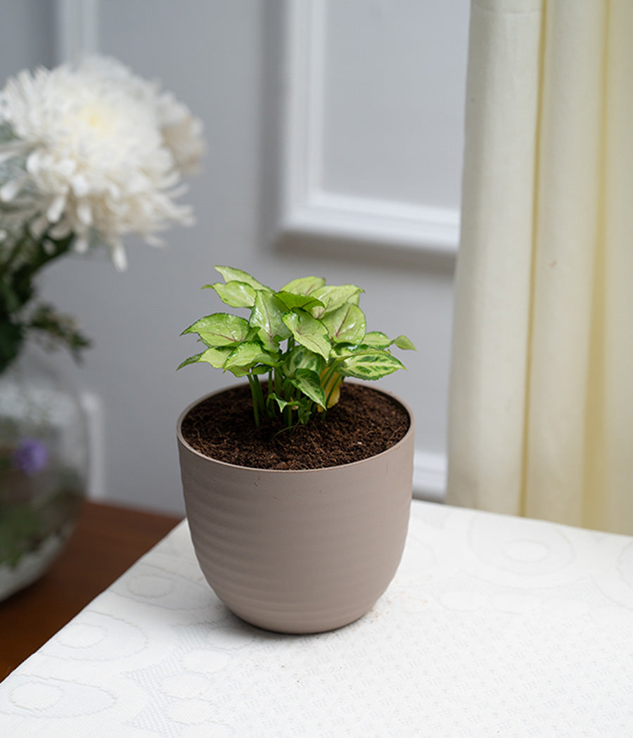 Syngonium Green in Pastel Planter