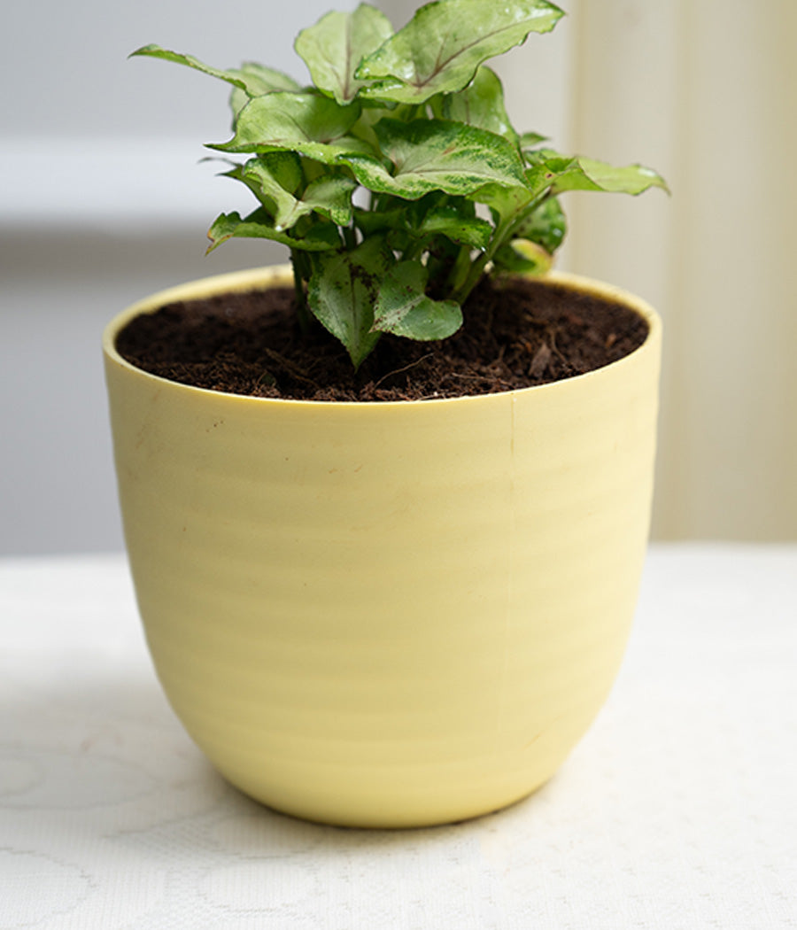Syngonium Green in Pastel Planter