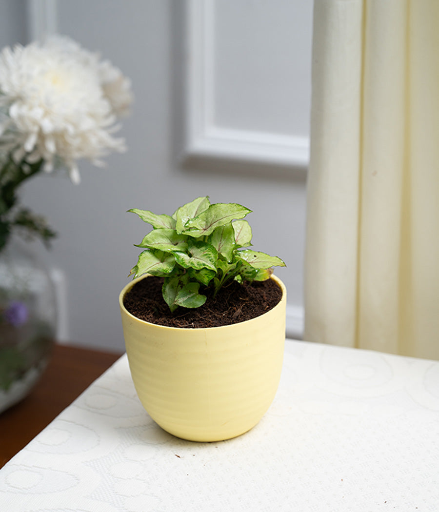 Syngonium Green in Pastel Planter