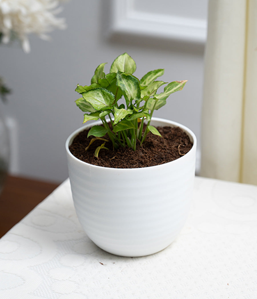 Syngonium Green in Pastel Planter