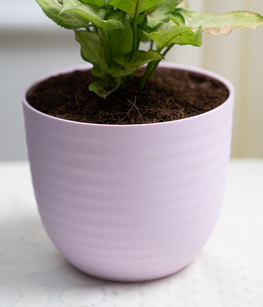 Syngonium Green in Pastel Planter