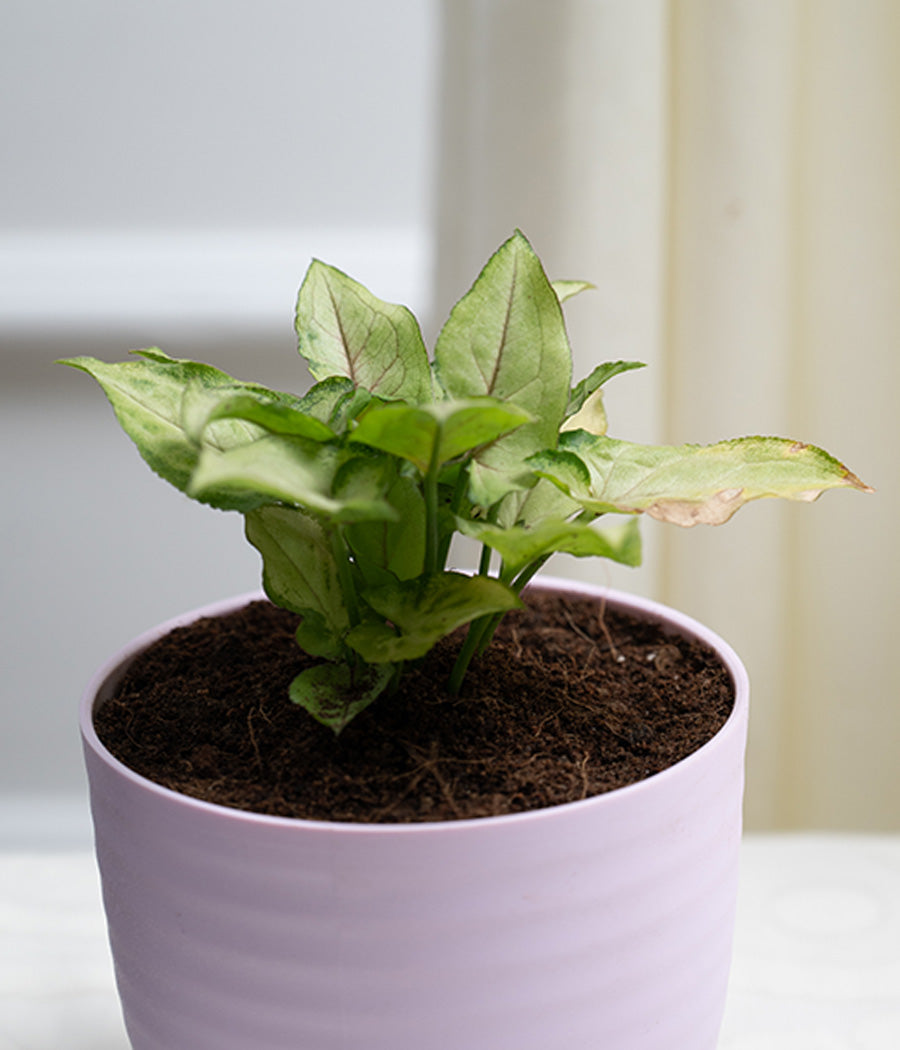 Syngonium Green in Pastel Planter