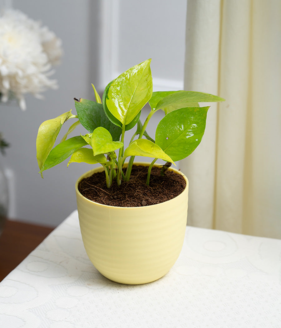 Golden Money Plant in Pastel Planter