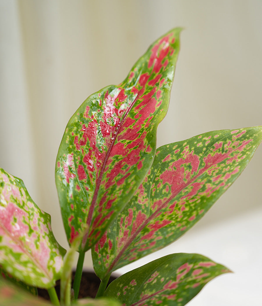 Aglaonema Pink in Pastel Planter
