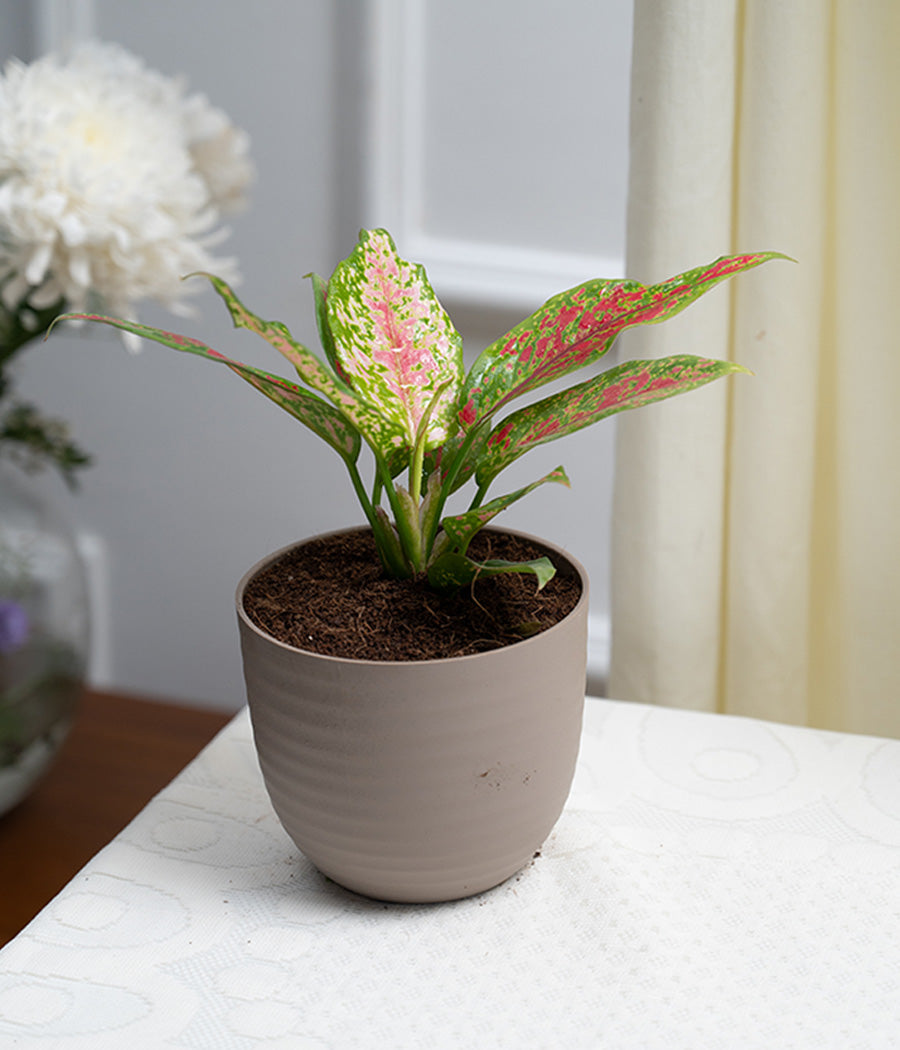Aglaonema Pink in Pastel Planter