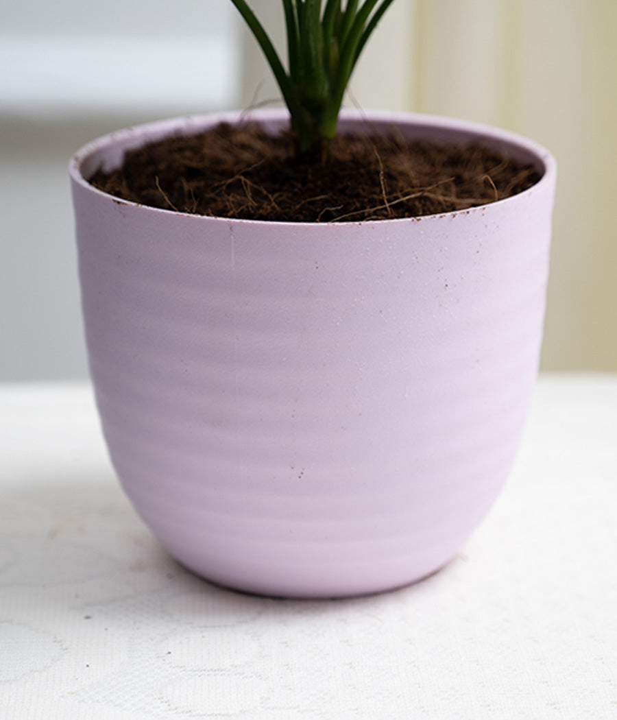 Aglaonema Pink in Pastel Planter