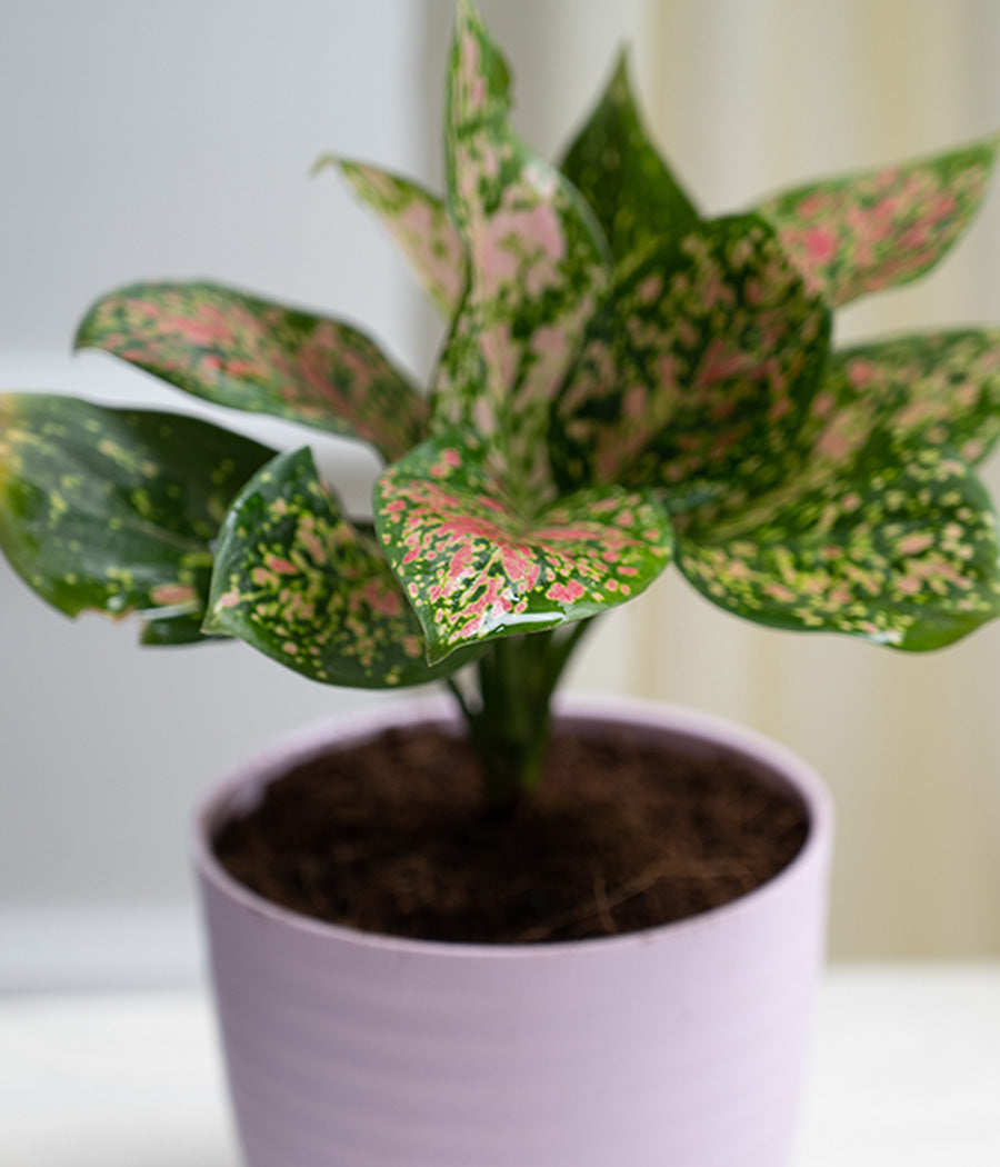 Aglaonema Pink in Pastel Planter