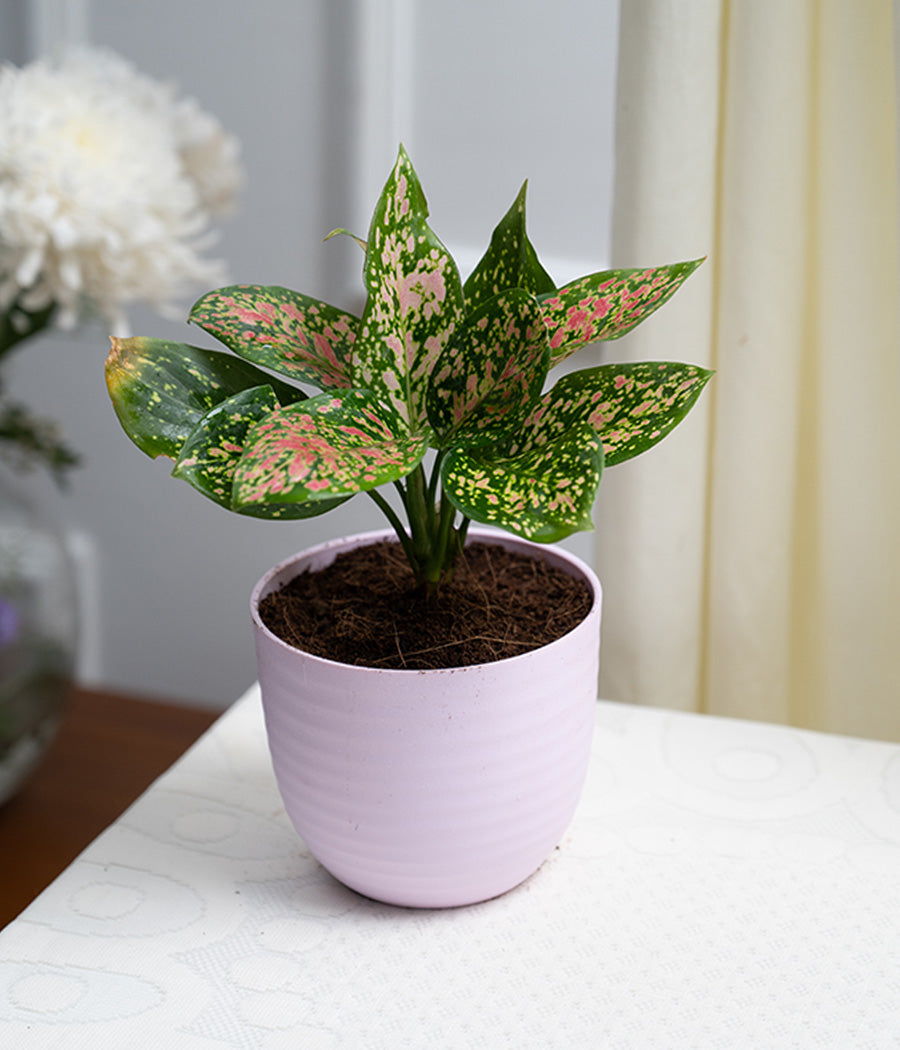 aglaonema pink spots Aglaonema Pink in Pastel Planter
