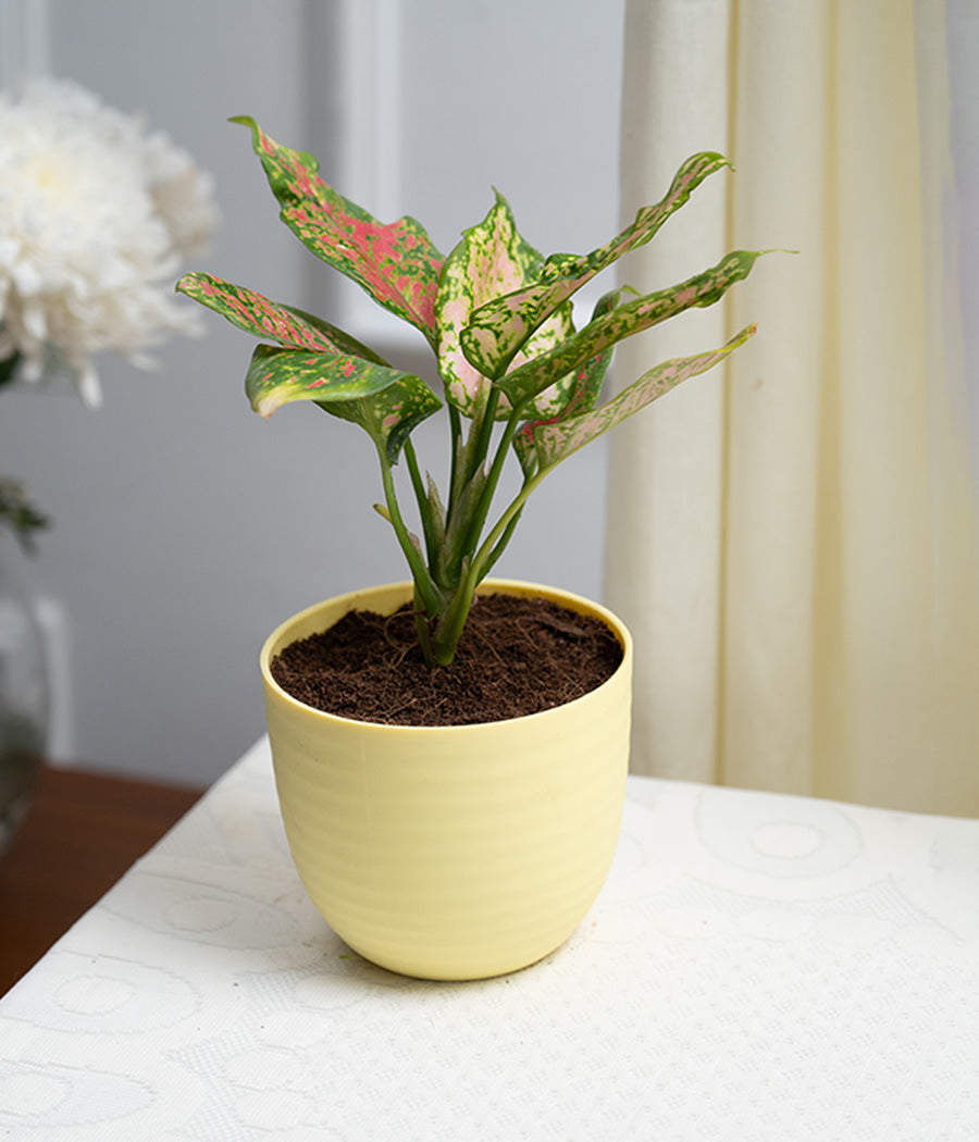 Aglaonema Pink in Pastel Planter