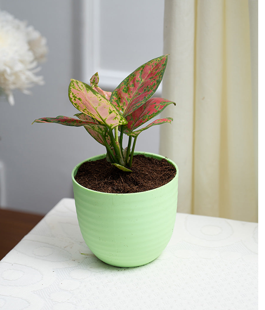 Aglaonema Pink in Pastel Planter