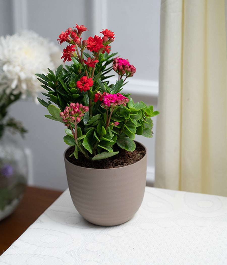 Kalanchoe Plant in Pastel Pink Planter
