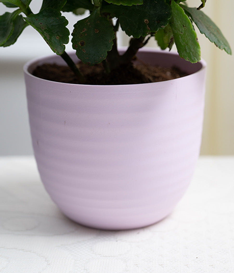 Kalanchoe Plant in Pastel Pink Planter