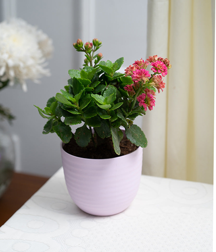 Kalanchoe Plant in Pastel Pink Planter