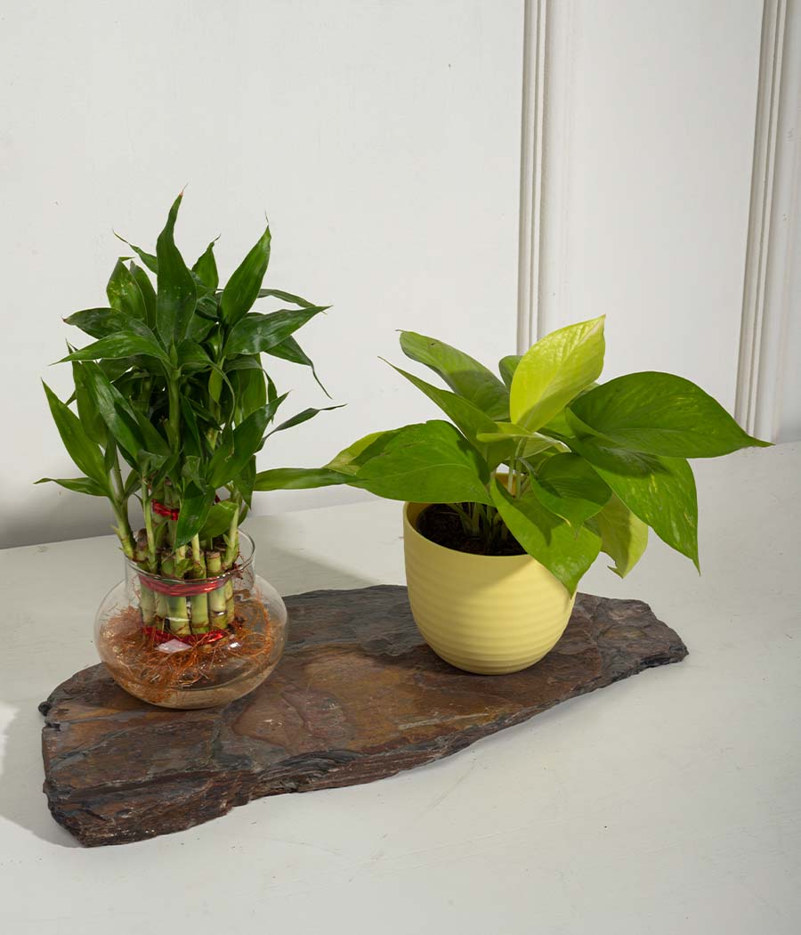 buy snake plant ireland Snake Plant for Sale