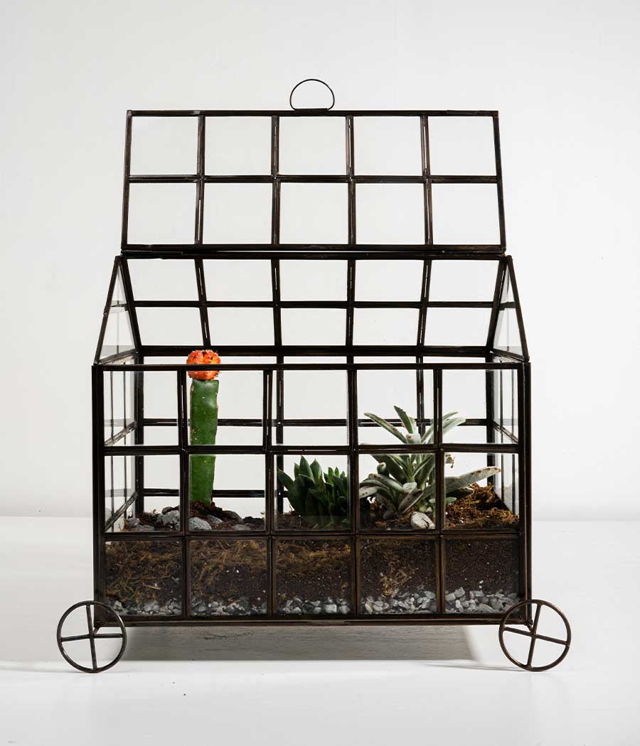 Odessa Terrarium for Plant