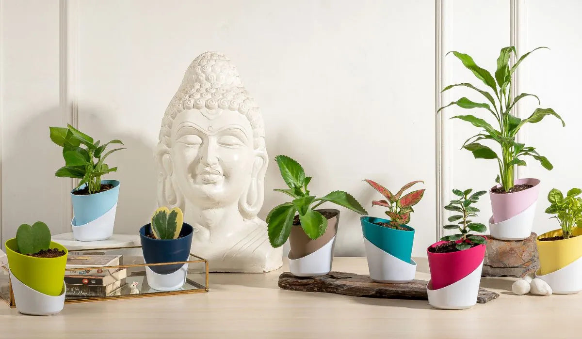 Buy Plants Online In Chennai