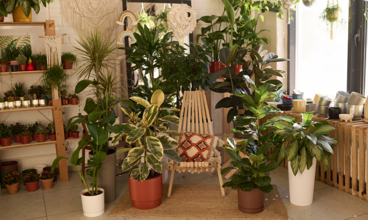 How to Water and Fertilize Indoor Tropical Plants for Optimal Growth