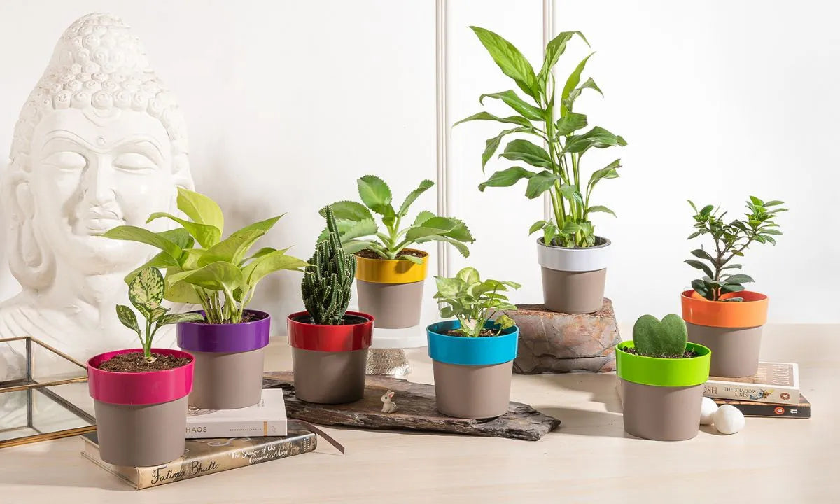 Buy Plants Online In Bangalore