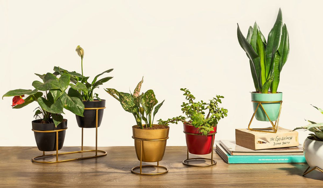 Buy Plants Online in Delhi