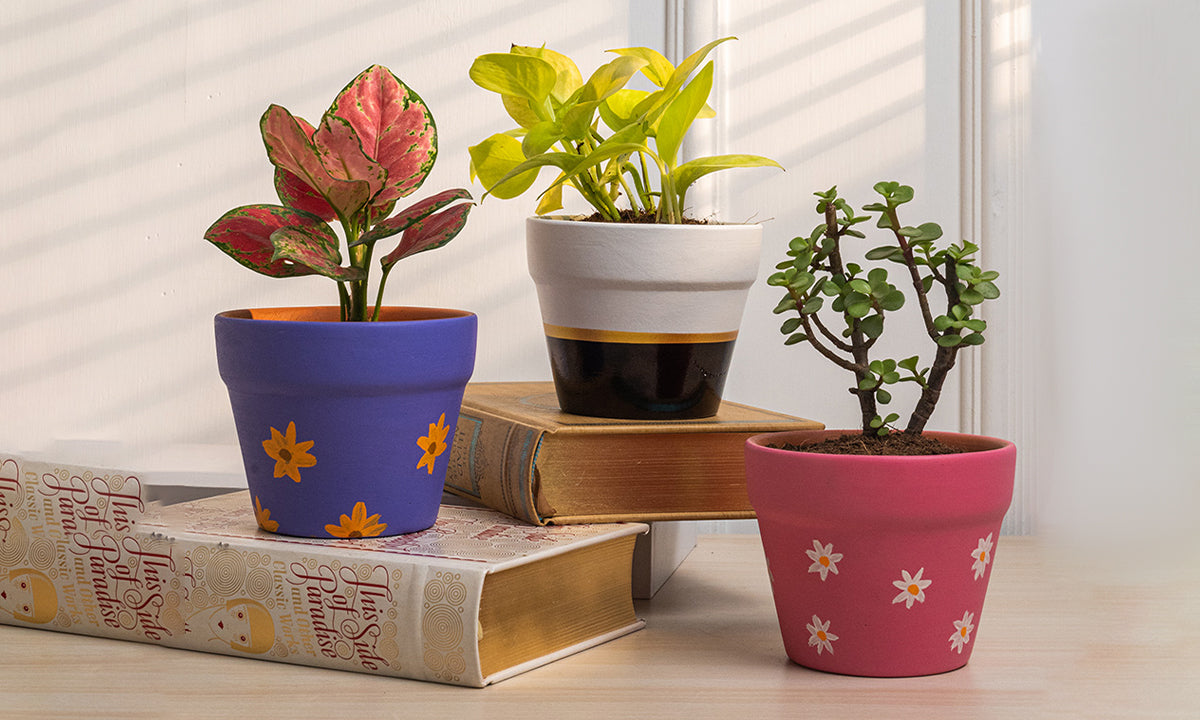 Everlasting Love: The Best Plants to Gift This Valentine’s Week
