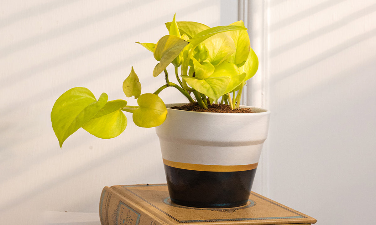 money plant