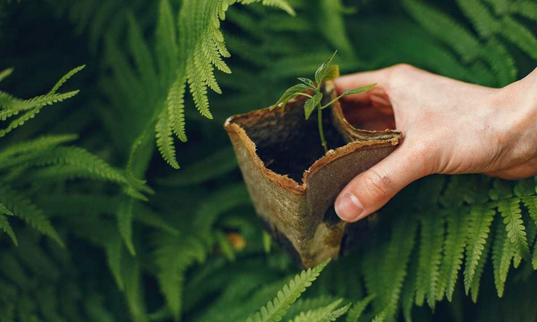 Buy Plants Online In Mumbai