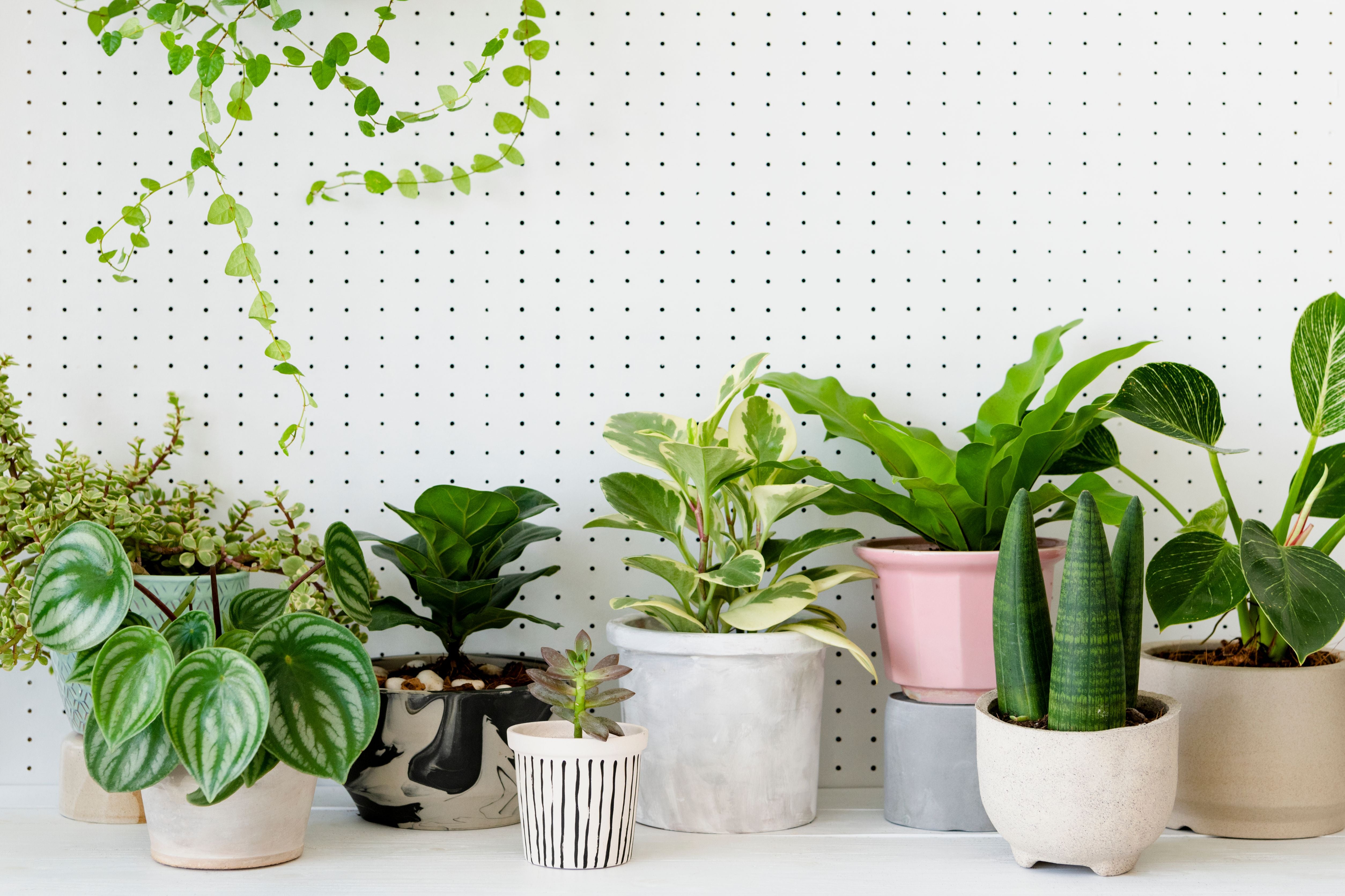 Embrace Greenery: Indoor Plants in Pune