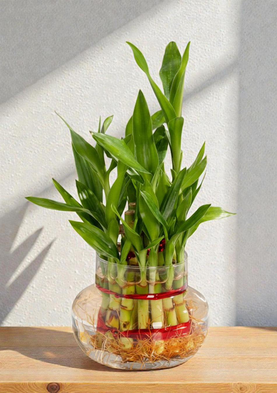 2 Layer lucky Bamboo Plant