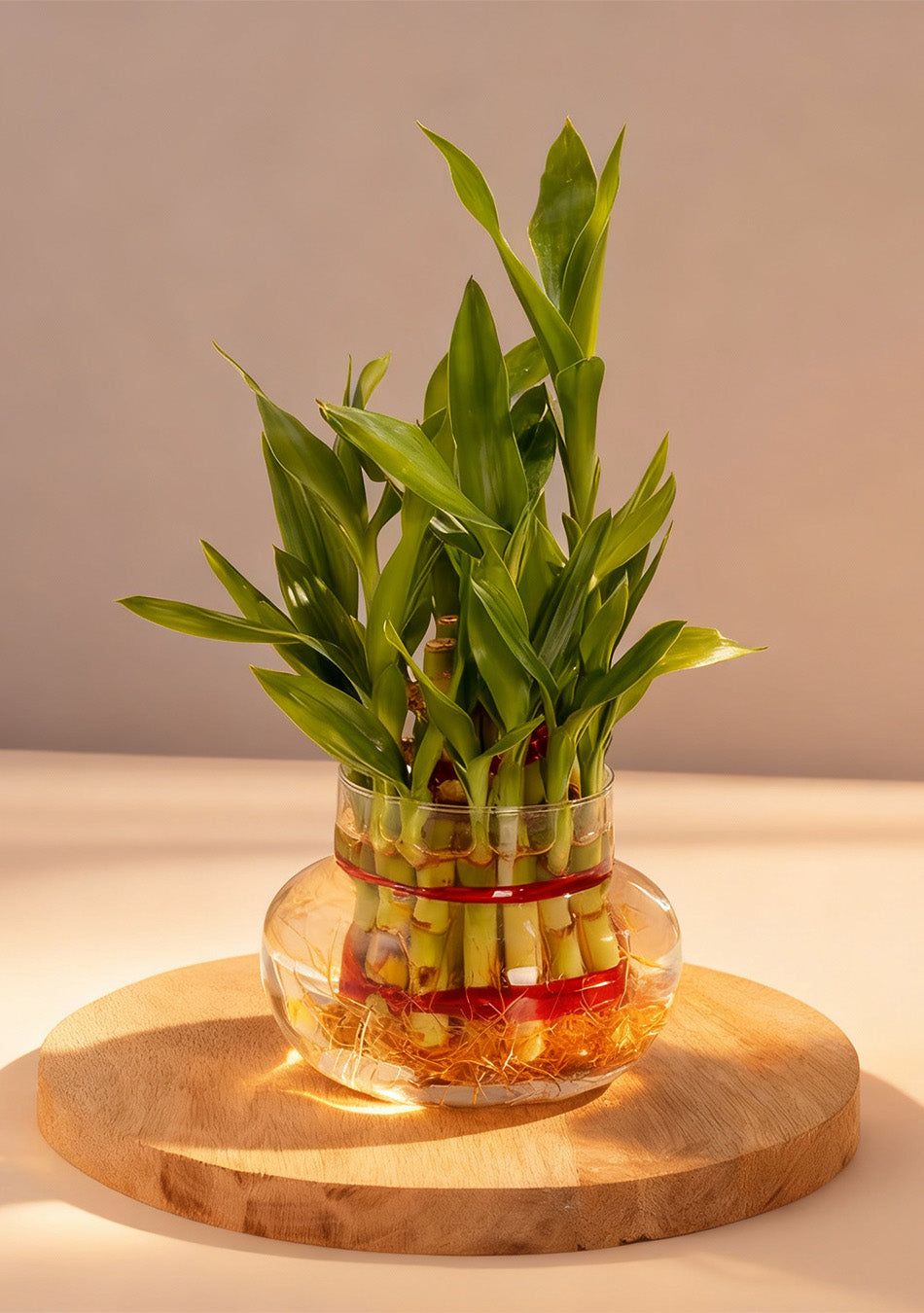 2 Layer lucky Bamboo Plant
