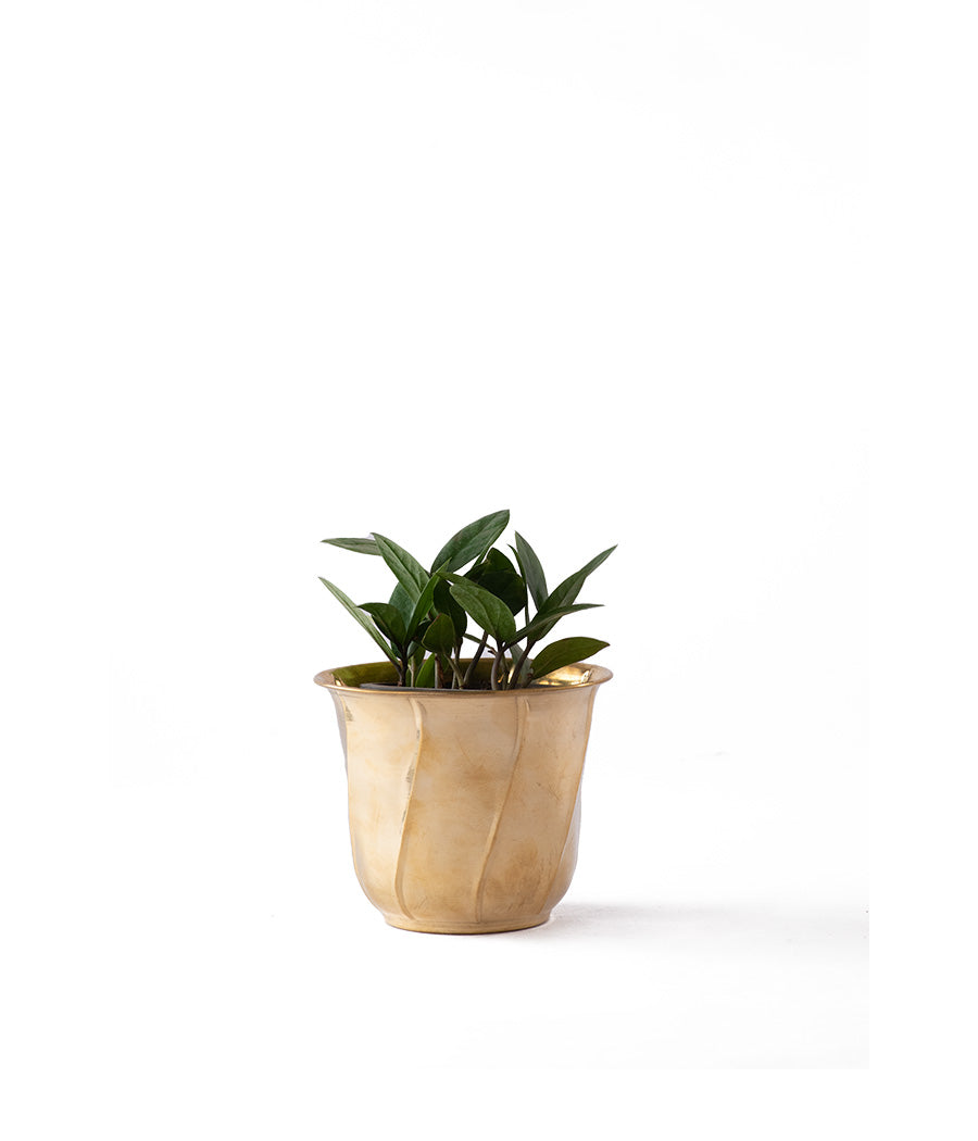 Peace Lily In Golden Brass Planter