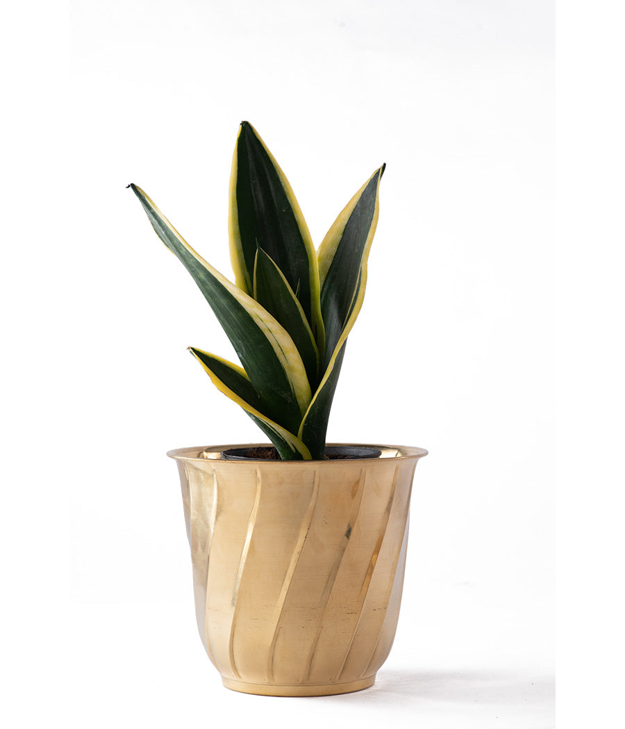 Twisted Brass Planter Big