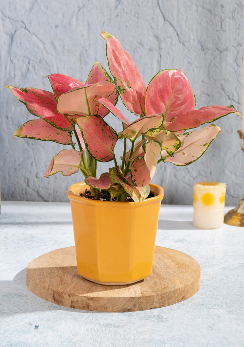 Aglaonema Valentine Plant